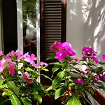 Domus Vetriera